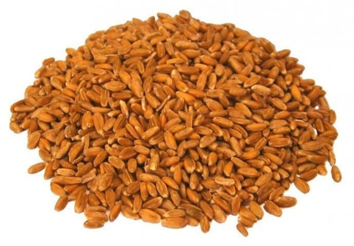Whole Grain and Lentils
