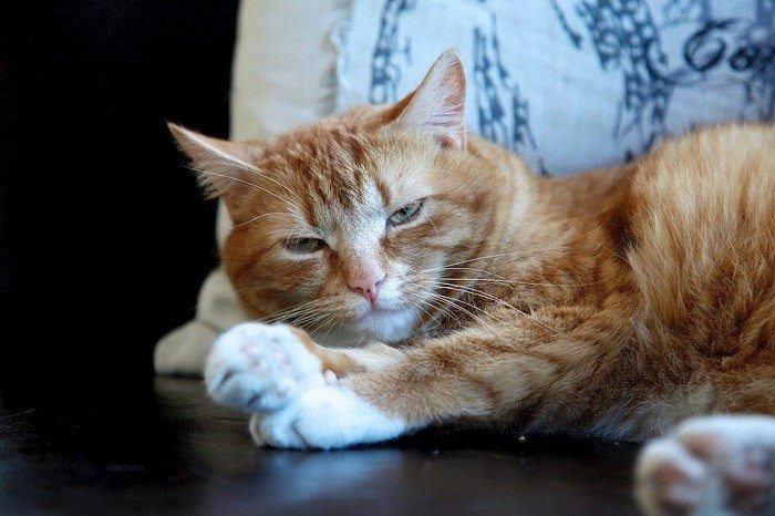 stop-procrastination-cat-lazy