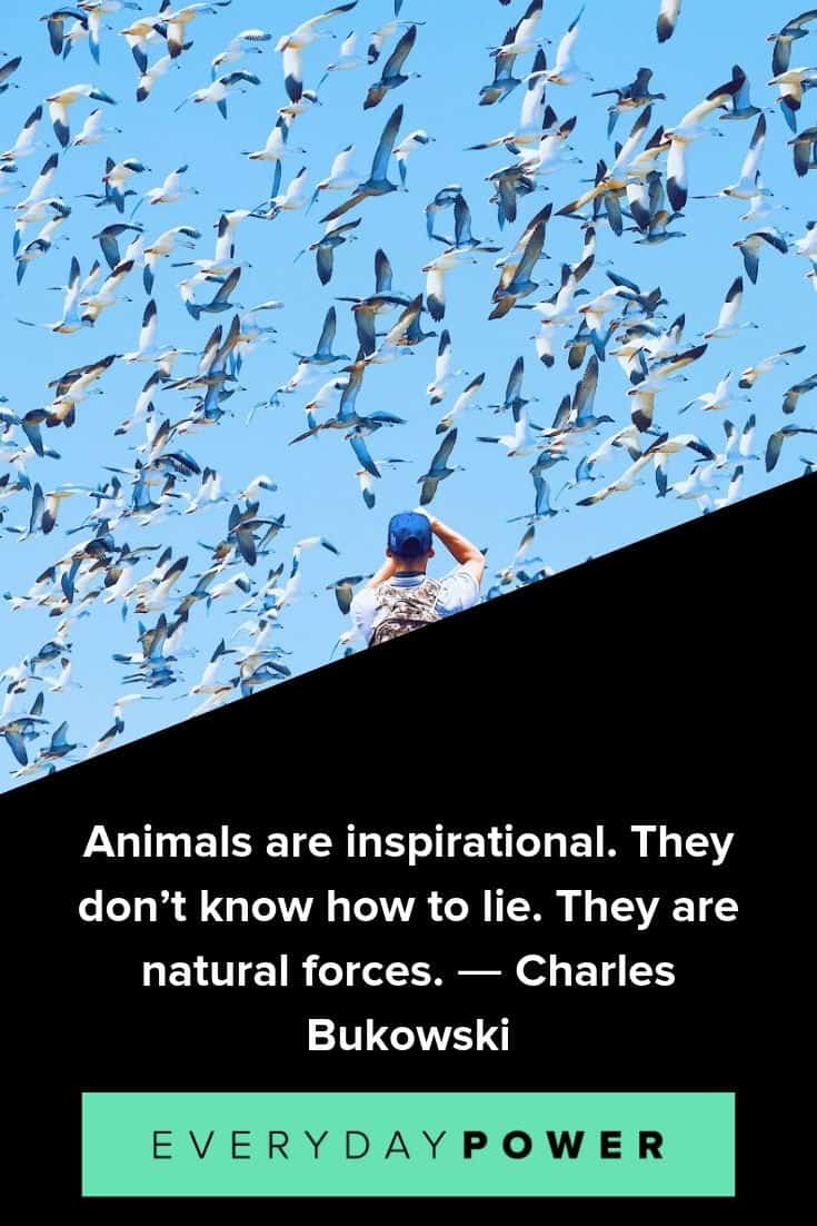 quotes about animals