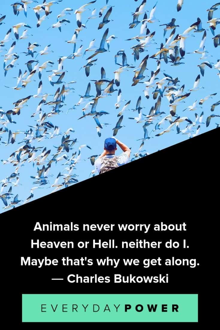 Animal quotes to inspire and teach