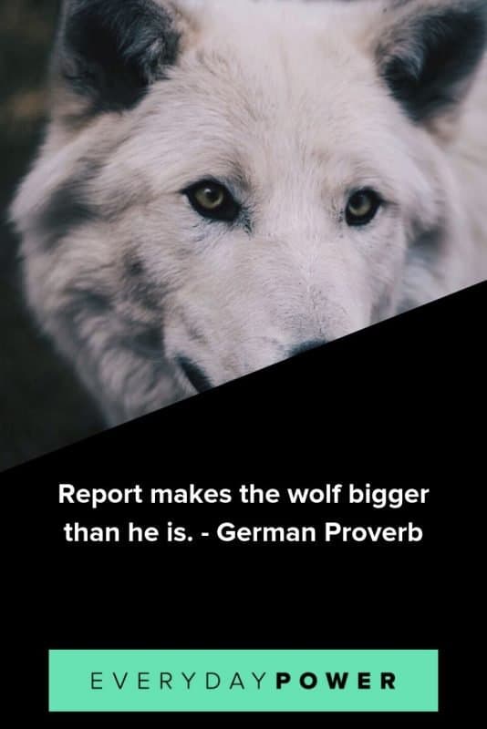 137 Wolf Quotes, Sayings and Proverbs Celebrating Your Instinct (2023)