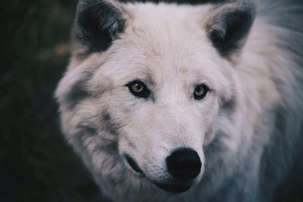 50 Wolf Quotes Sayings and Proverbs Celebrating Your 