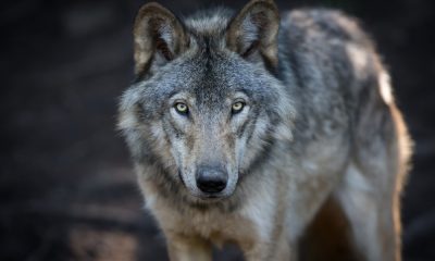 ​50 Wolf Quotes, Sayings and Proverbs Celebrating Your Instinct