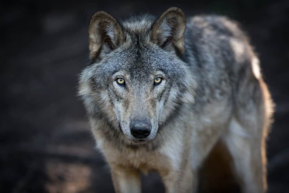 #​Wolf Quotes, Sayings and Proverbs Celebrating Your Instinct