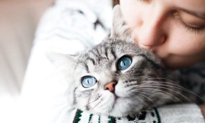 50 Cat Quotes That Are Too Purrfect For Words