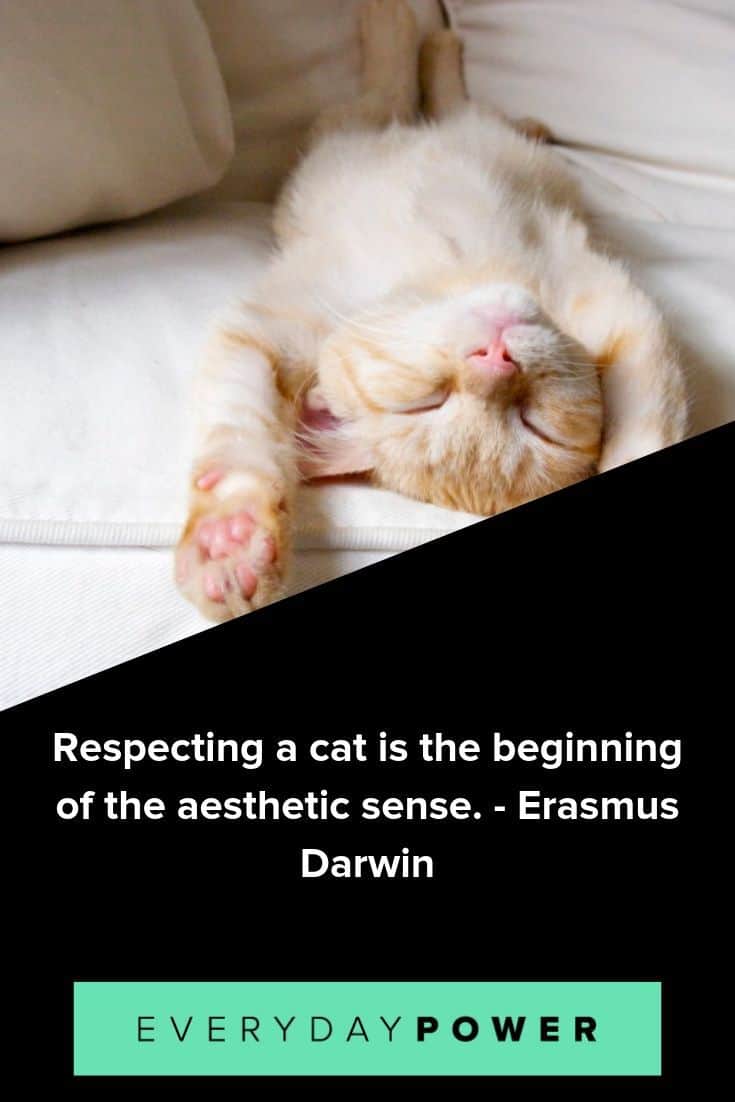 Cat quotes to celebrate our feline friends