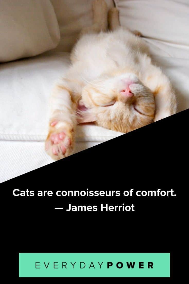 cute cat quotes to inspire you
