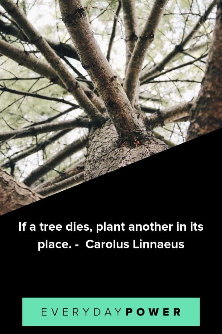 Tree quotes to remind you how our very breath depends on their conservation