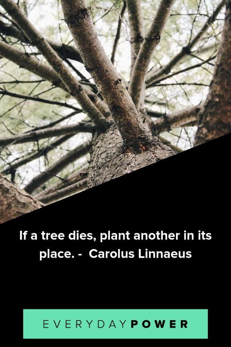 70 Tree Quotes To Make You Want To Plant Roots (2021)