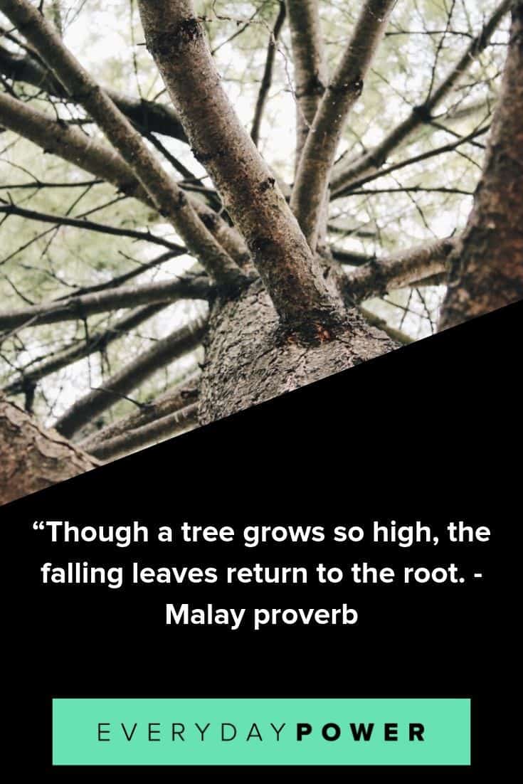 tree quotes to inspire and teach