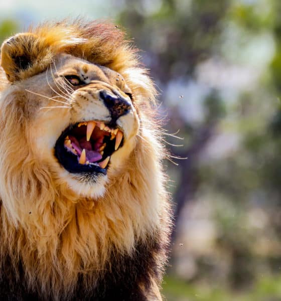 10 Ways to Unleash The Beast In You