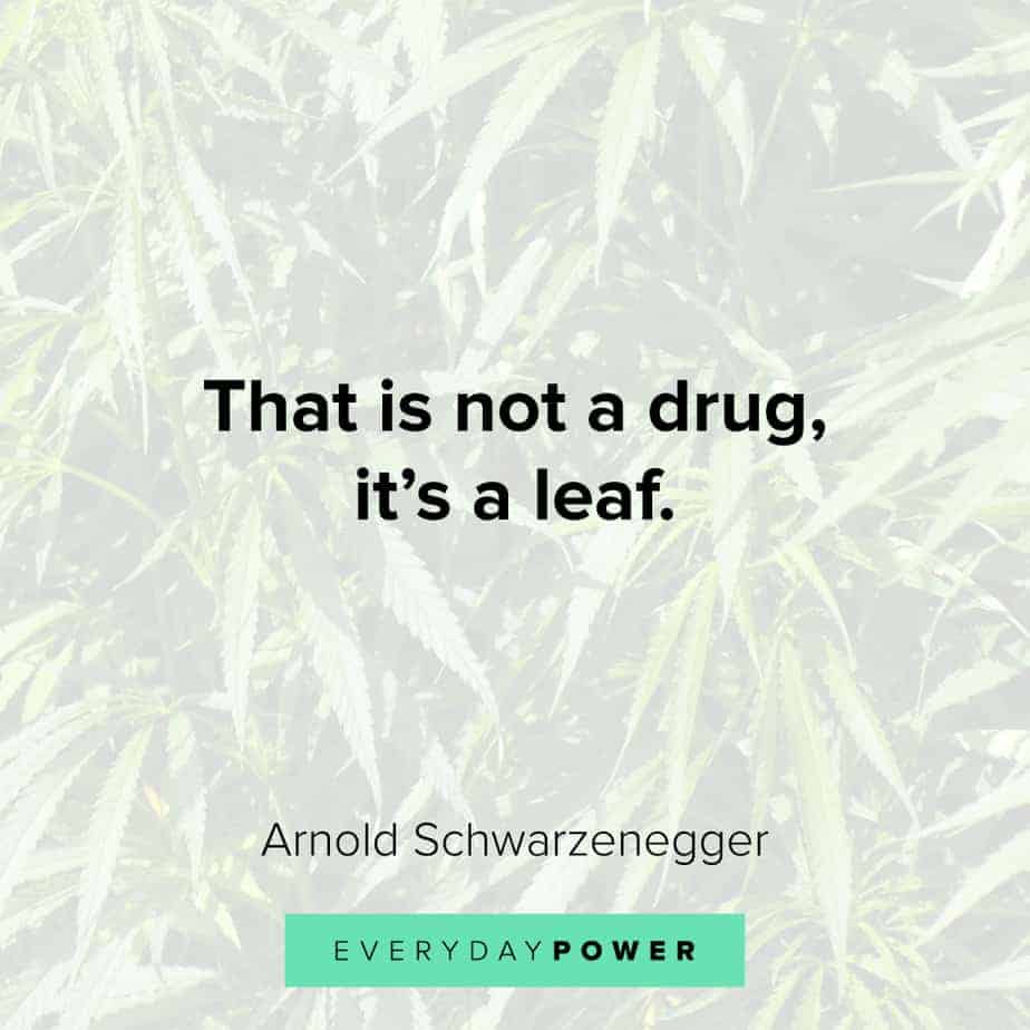 Weed Quotes about leaves