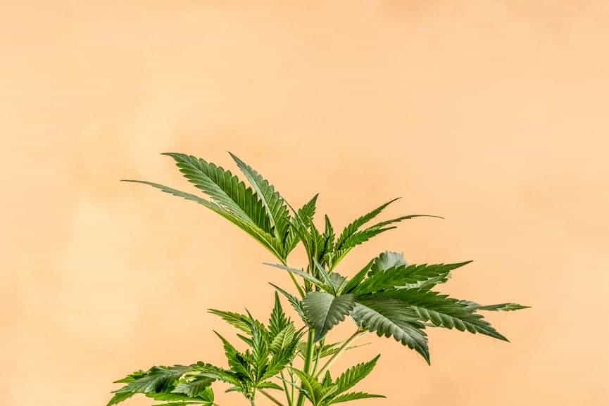 Medical Marijuana Research Skyrockets Across the Globe