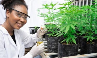 Medical Marijuana Research Skyrockets Globally
