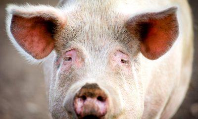 50 Animal Farm Quotes To Teach You the Power of Too Much Power