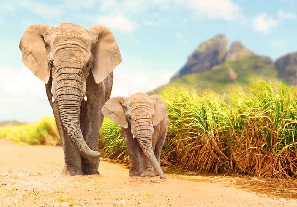 130 Elephant Quotes To Celebrate Animals & Nature