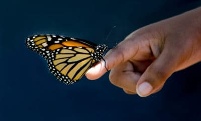 How You Can Use The Butterfly Effect To Create Massive Change In Your Life