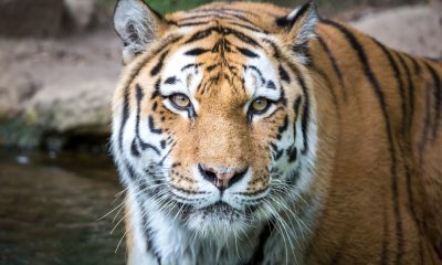 50 Tiger King Quotes From the Craziest Trend of 2020