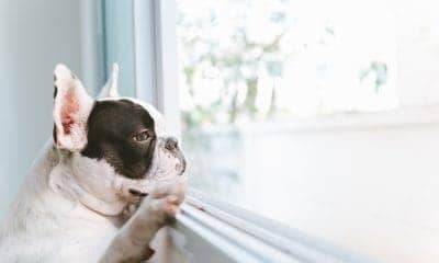 A Dog by the Window