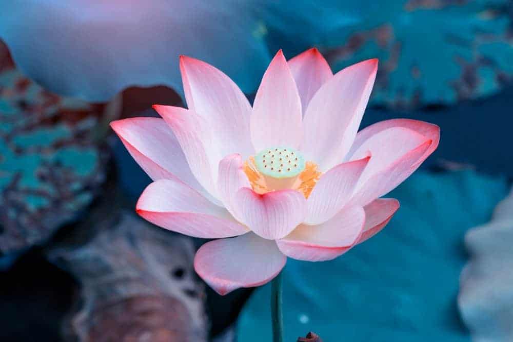 45 Lotus Flower Quotes About the Beautiful and Symbolic