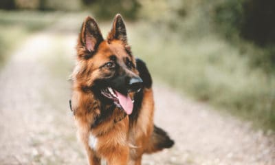 40 German Shepherd Quotes That Will Make You Want a GSD Puppy