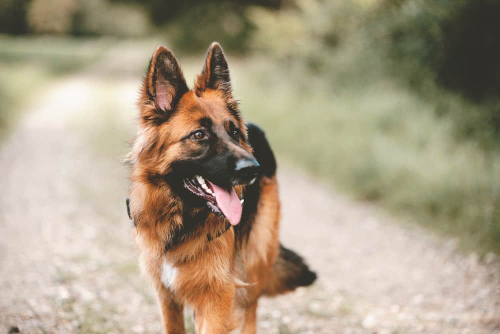 40 German Shepherd Quotes That Will Make You Want a GSD Puppy | LaptrinhX