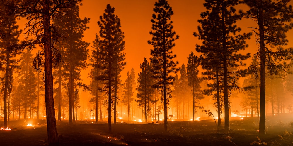 50 Fire Quotes That Will Leave You Burning For More