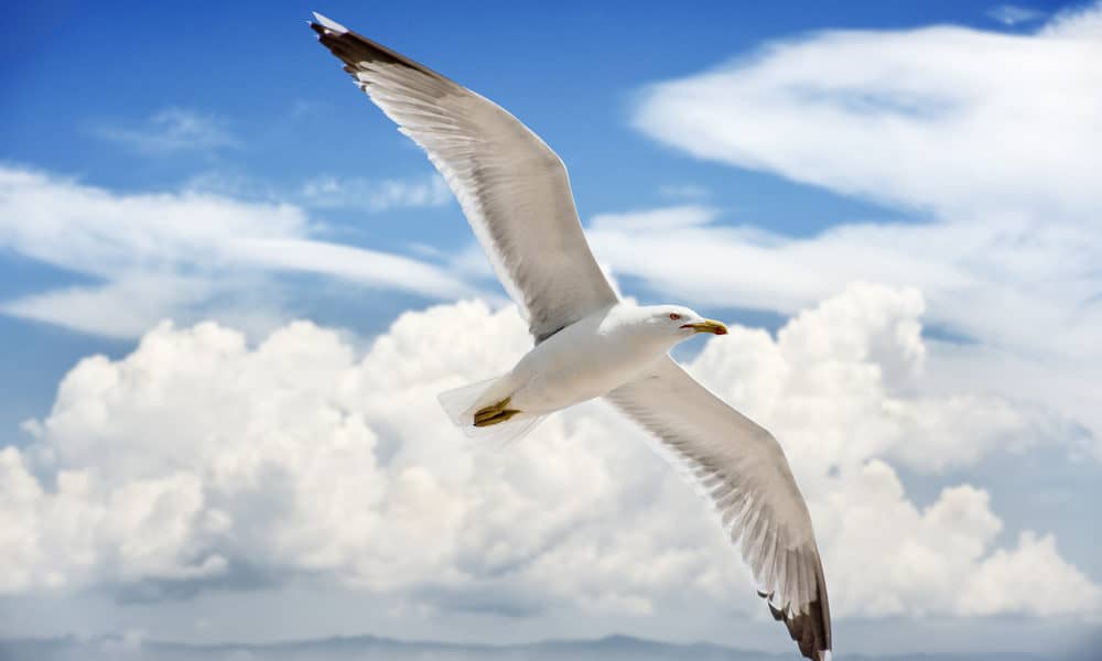 Seagull Quote - Inspirational Quote By Jonathan Livingston Seagull Your ...