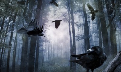 50 Crow Quotes: Bad Omen or Misunderstood Bird?