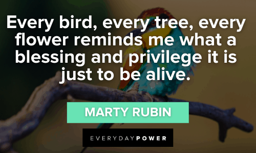 Bird Quotes about life