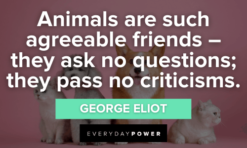 Pet Quotes and Sayings for All Animal Lovers | Everyday Power