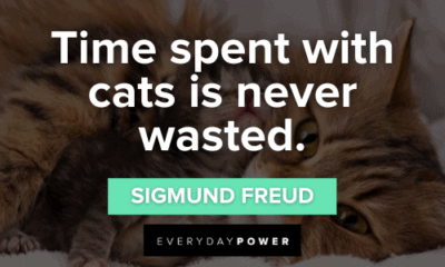 189 Pet Quotes And Sayings For All Animal Lovers