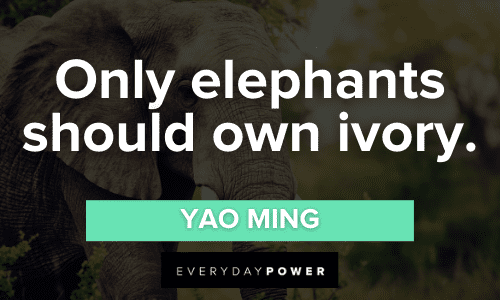 Elephant Quotes about only elephants should own ivory