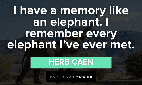 Elephant Quotes about memory