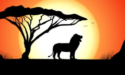 Lion King Quotes To Inspire Your Inner Simba