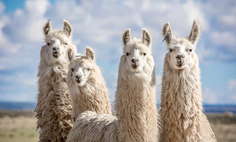 58 Llama Quotes About the Adorable Pack Animal | Everyday Power