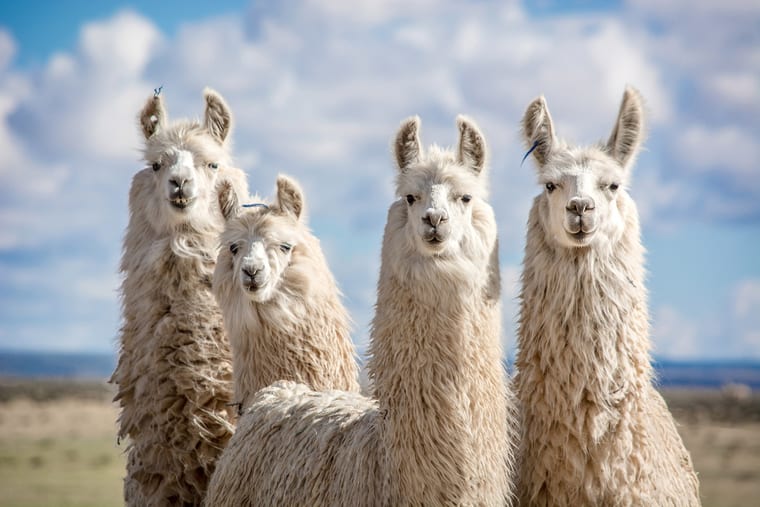 #Llama Quotes About the Adorable Pack Animal
