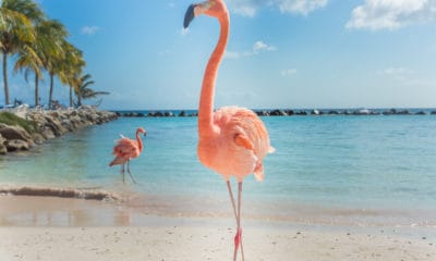 50 Flamingo Quotes About the Bright Pink Bird
