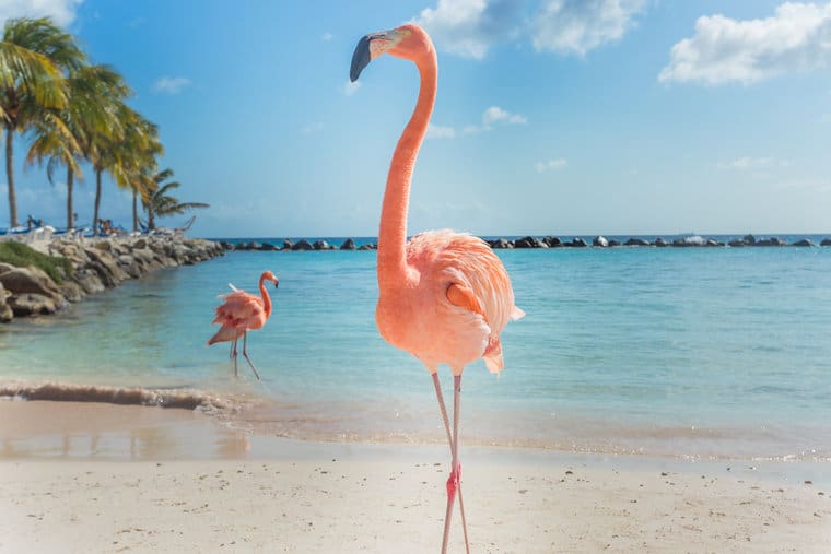 #Flamingo Quotes About the Bright Pink Bird