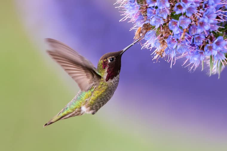 #50 Hummingbird Quotes to Help You Better Understand the Tiny Bird