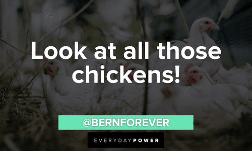 vine quotes about chickens