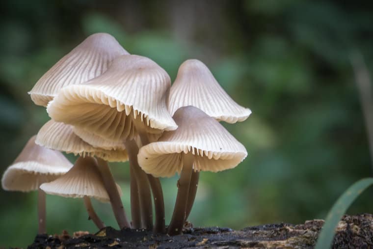 Mushroom Quotes About the Often Edible Fungi | Everyday Power