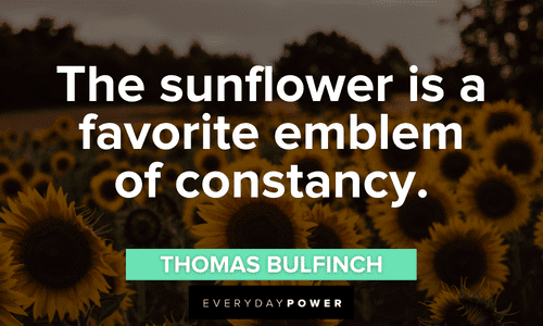 Sunflower quotes that will make you think