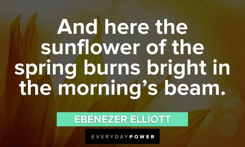 insightful Sunflower quotes