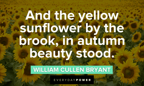 Sunflower quotes about beauty
