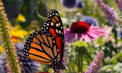 Wildflower Quotes About These Free Spirited Plants