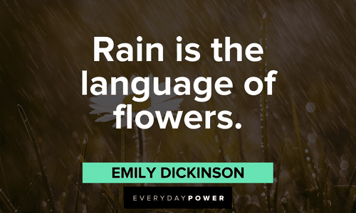 rain quotes about flowers
