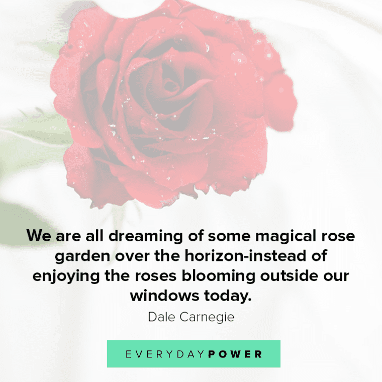 magical Rose quotes