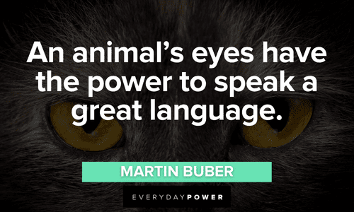 Forest quotes about animals