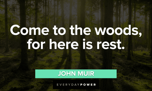 Forest quotes about the woods